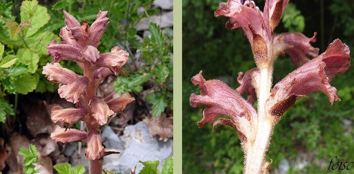 épi de 6 à 12 fleurs bractées égalant le tube corollaire