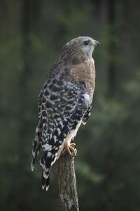 100 Red-shouldered Hawk Buteo lineatus