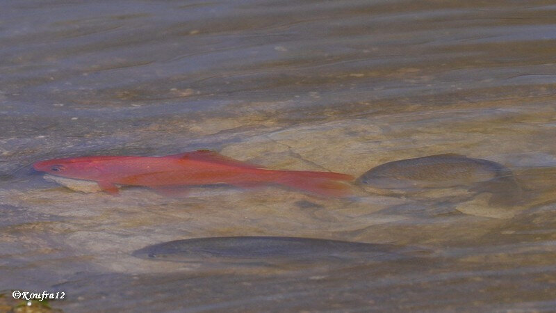 Photos JMP©Koufra12 - Le Caylar - Poissons - 21102018 - 0039