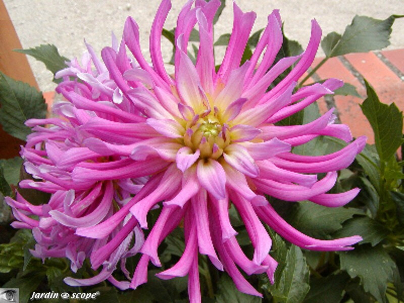 Dahlia_parc_princess
