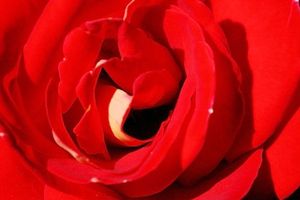 rose_rouge_380341