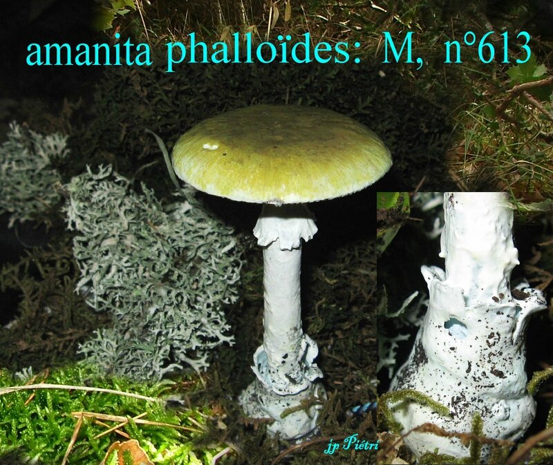 amanita phalloides n°613