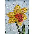 Narcis, daffodil, jonquille, vive le printemps!