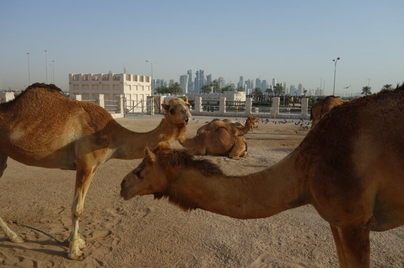 camels (2)