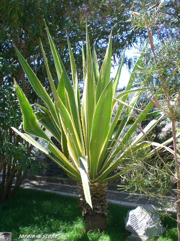 Agave sp. • Famille des Agavaceae