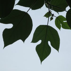 IMG_1390