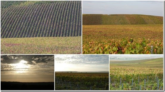 vignes octobre 20232