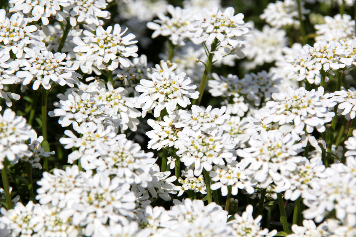 fleurs_blanches