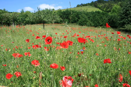 Giverny_Juin_2009_160