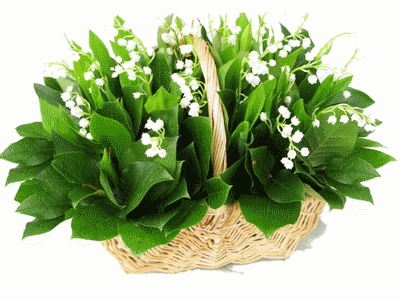 muguet