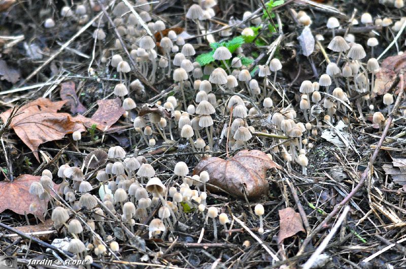 Coprinus-disseminatus