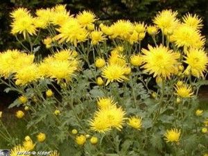 Chrysantemum 'Folk-Song'