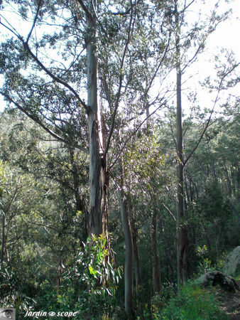 9014_Eucalyptus