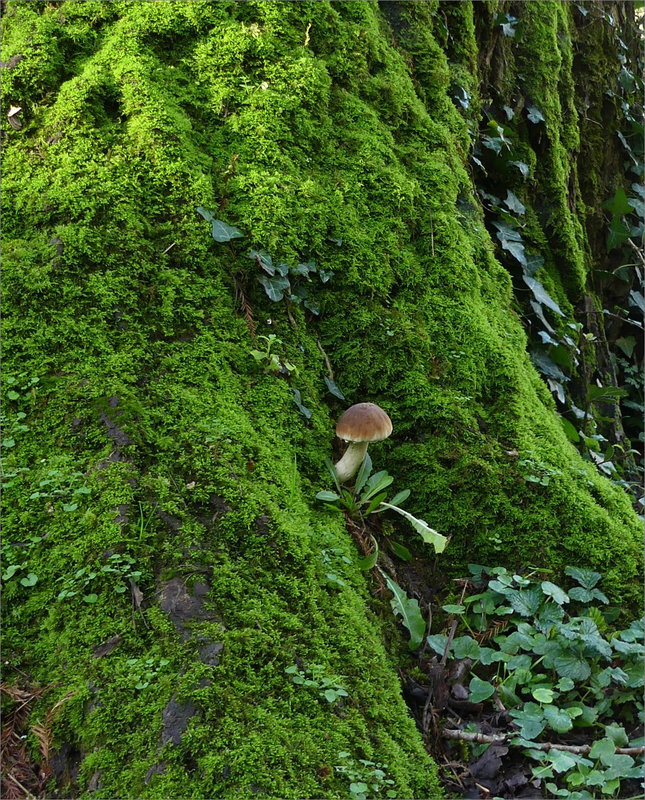 Champignon tronc mousse 1 130224