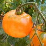 persimmon