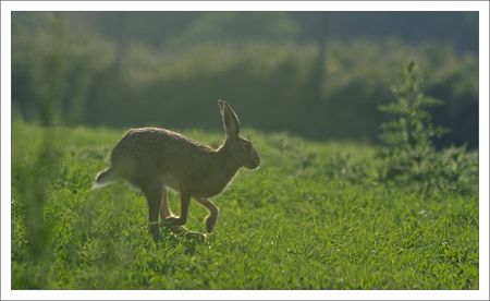 plaine_lievre_lumiere_matin_court_220510