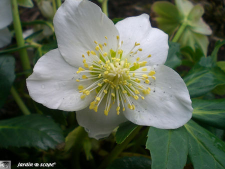 Hellebore Alba