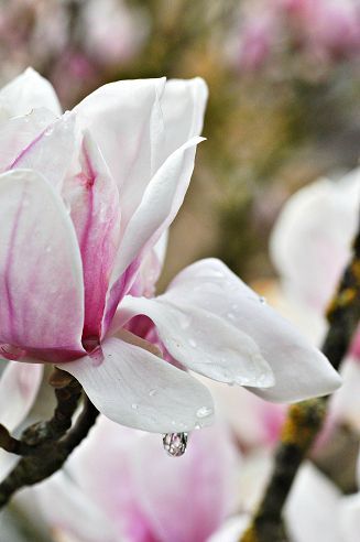 magnolia000