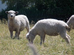 beautiful sheeps 9 dec (1)