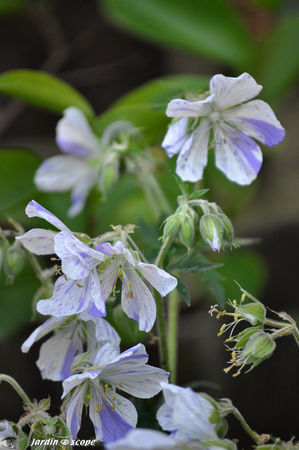 Geranium pratense Splish-Splash