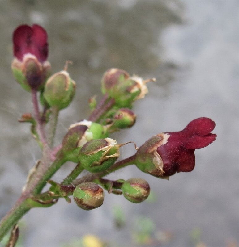 Scrophularia auriculata-Schrophulaire aquatique-Schrophularia-ceae-16 05 2020