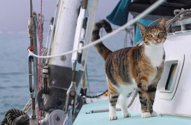 chat-bateau
