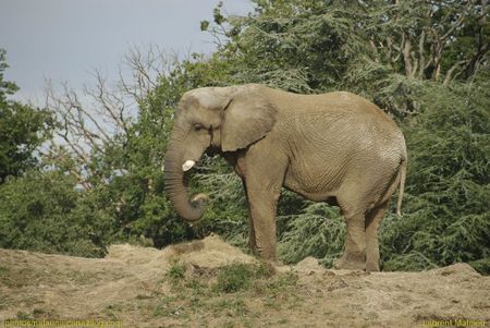 Elephant1