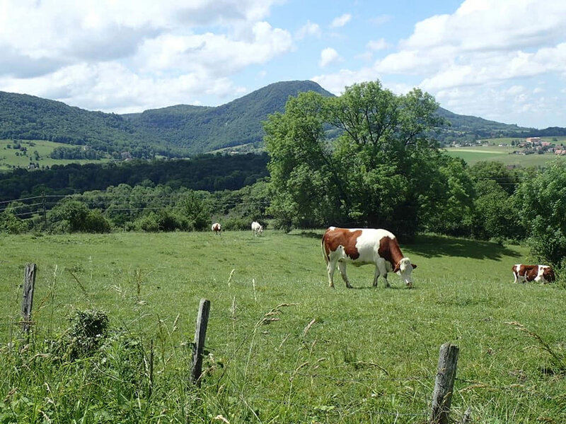 16 Vache