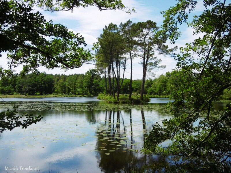 Etang de la Glacière 080618