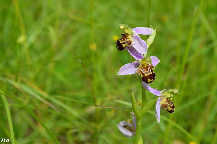 180603_combovin_6_ophrys_bourdon_