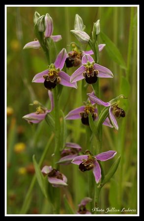 ophrys_abeille___ophrys_apifera_20080601_002