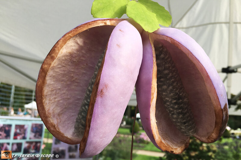 Fruit-akebia-quinata