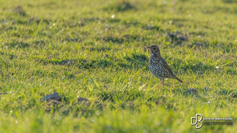 Grive draine (Turdus viscivorus - Mistle Thrush)