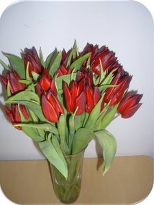 tulipe