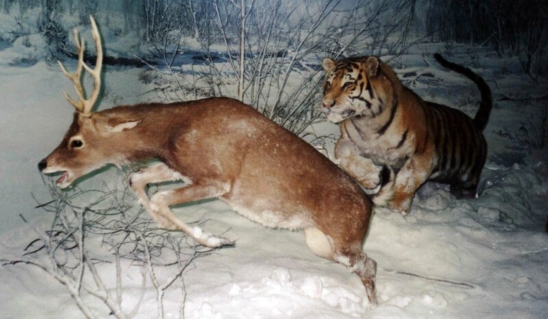Copie (2) de Copie de Tigre sibéri chasse