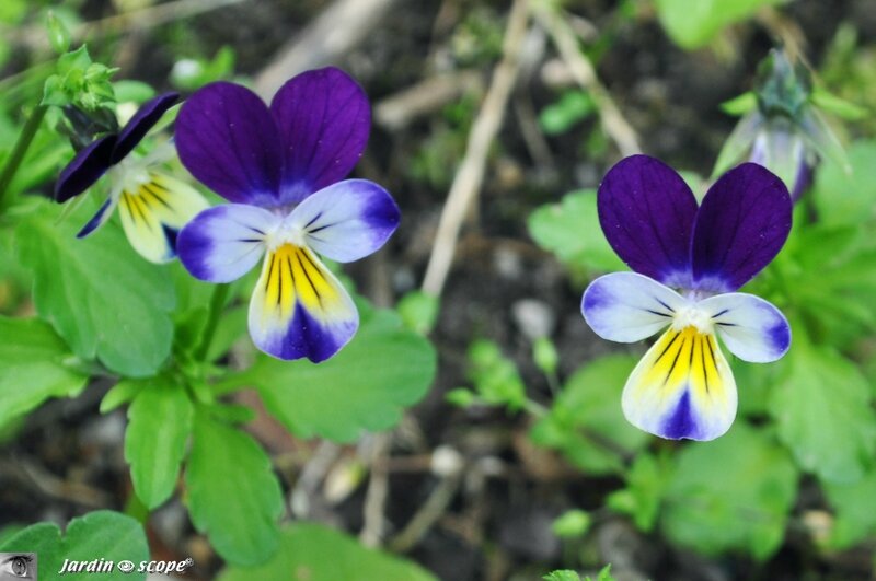 Pensée sauvage • Viola tricolor