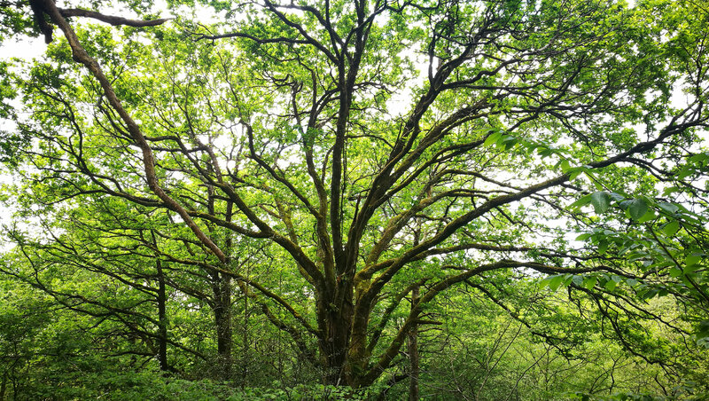 Amotz, des arbres