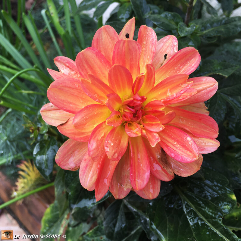 Dahlia-Vanlentino