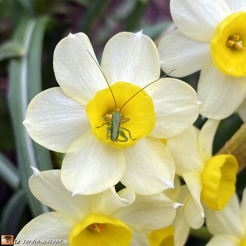 Narcisse-botanique-Minnow-01