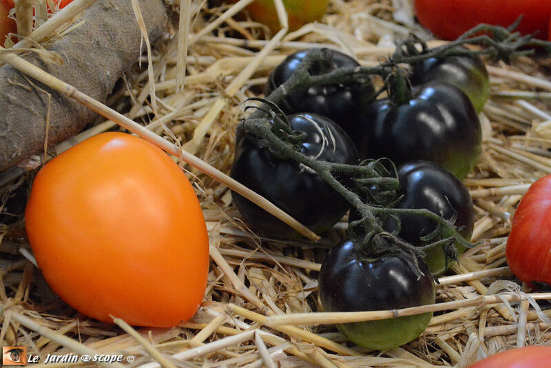 PAT_5938-Tomatophiles
