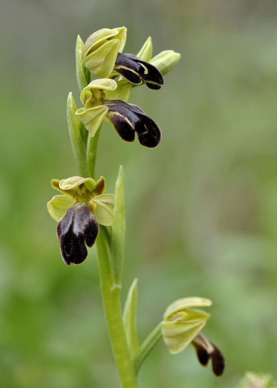 _DSC0334_Ophrys_fusca_2