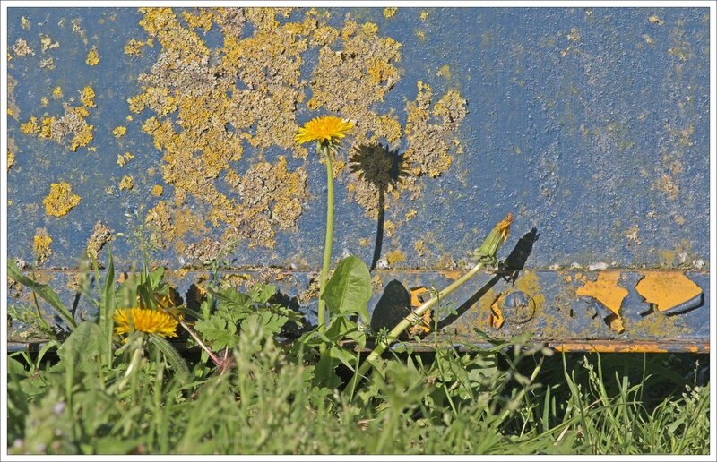 ville pissenlits rouille jaune 140415