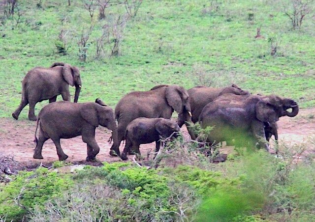 Pack d'éléphants