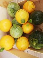 courgette ronde