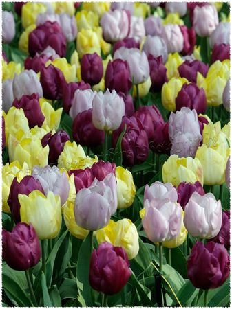 Sunny_Candy_Purple_Princewtmk