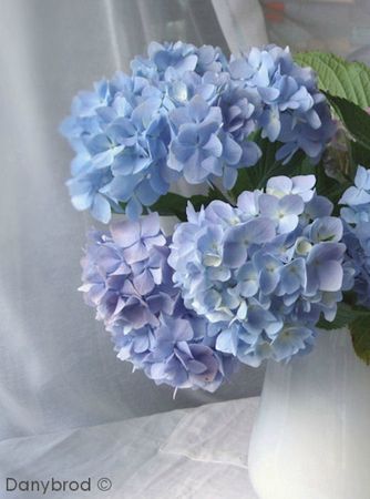 hortensias du jardin