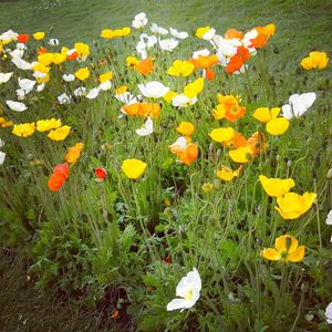 jardin-des-plantes-clara-circus4