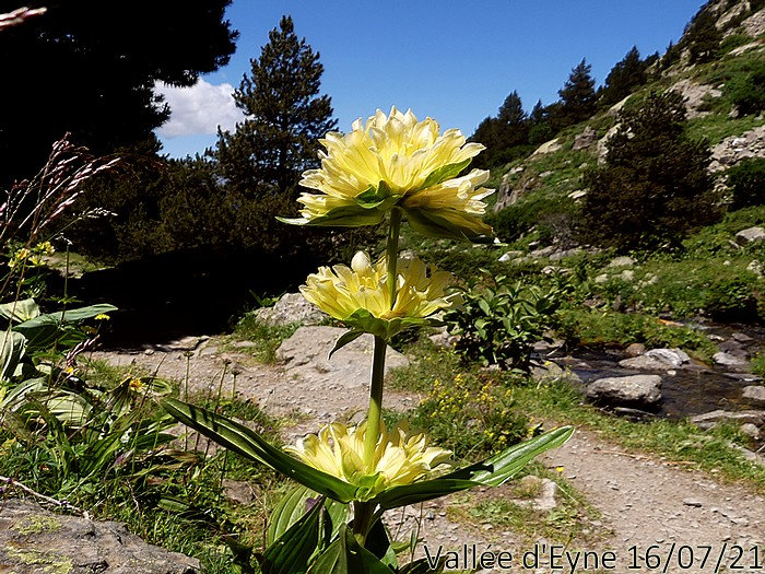Gentiana burseri subsp burseri