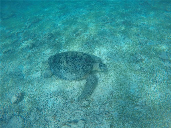 Madagascar Nosy Iranja Tortue Luth qui mange 3