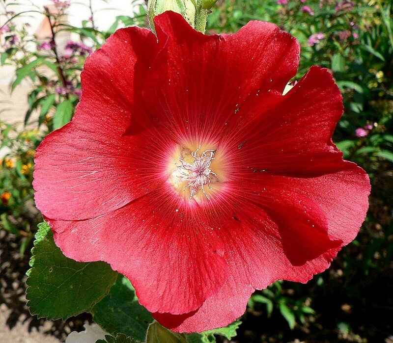 rose trémière